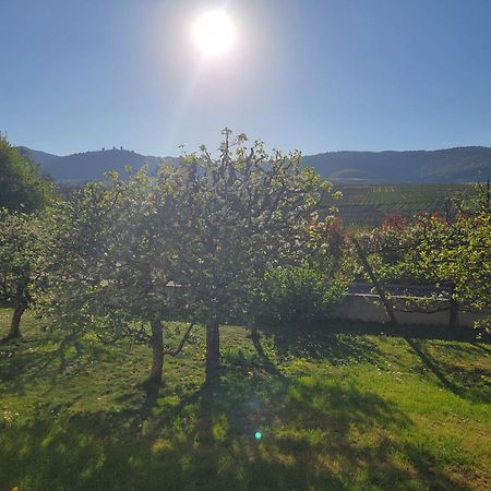 Studio Aux Pieds Des Vignes Eguisheim Exteriér fotografie