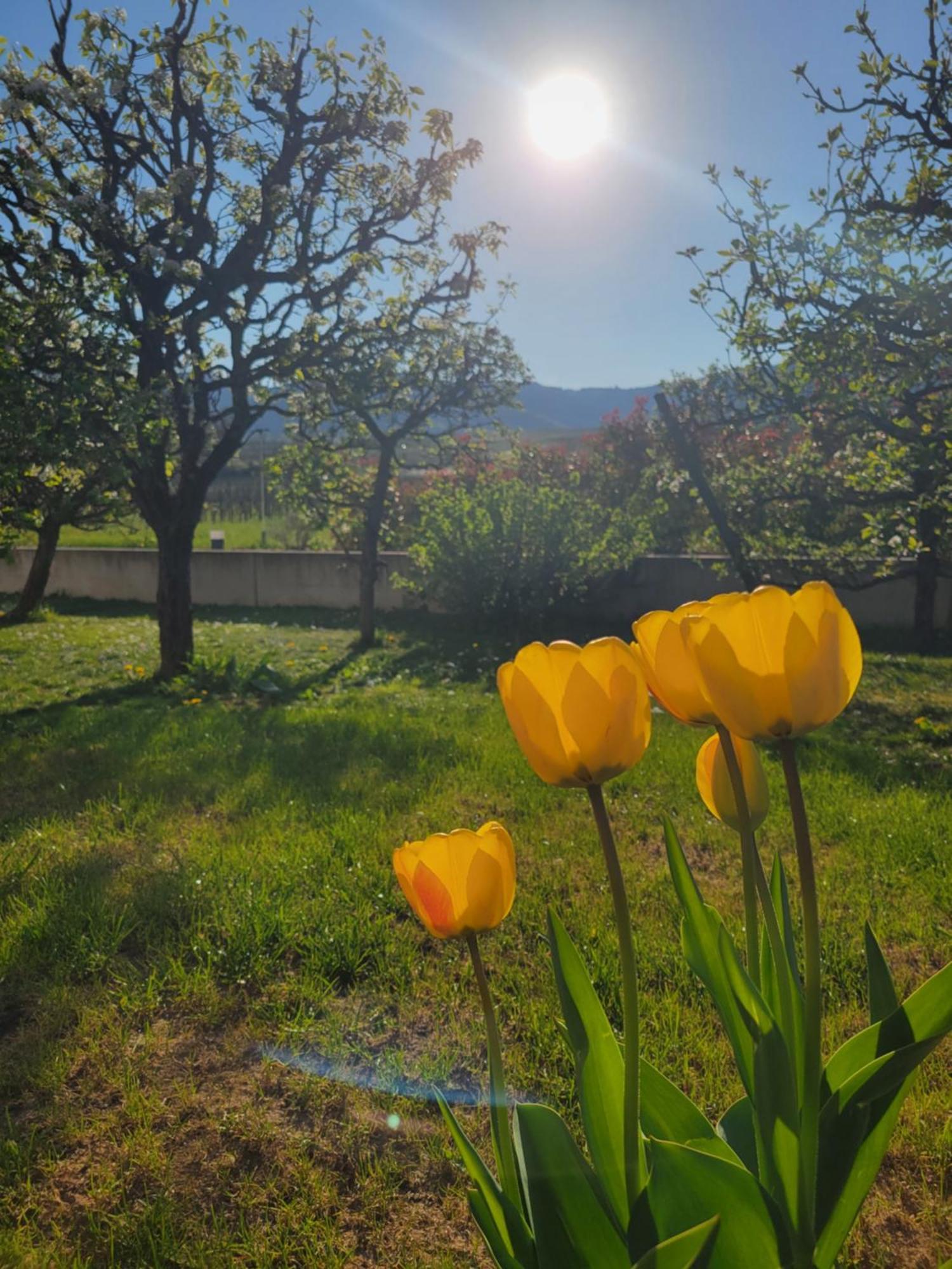 Studio Aux Pieds Des Vignes Eguisheim Exteriér fotografie