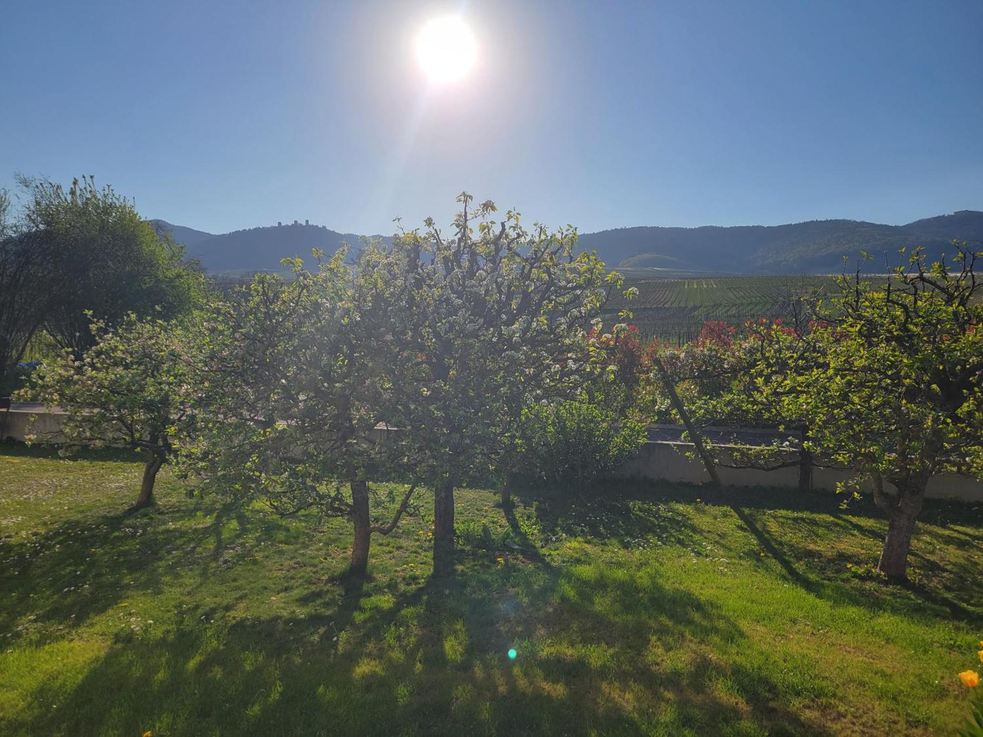 Studio Aux Pieds Des Vignes Eguisheim Exteriér fotografie
